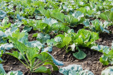 lahana bahçe yatağı