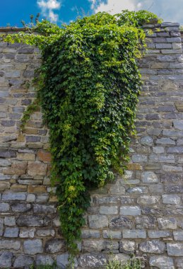 Ivy ile duvar