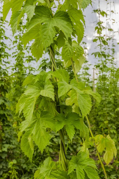 啤酒花的分支 — 图库照片