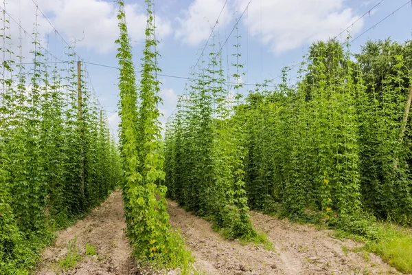 Plantation de houblon — Photo