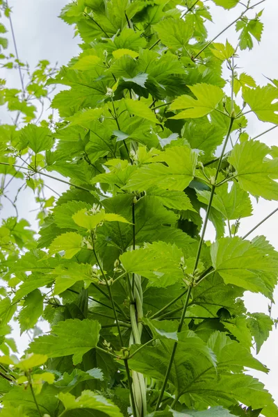 ホップの枝 — ストック写真