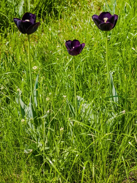 Three dark purple tulips — Stock Photo, Image