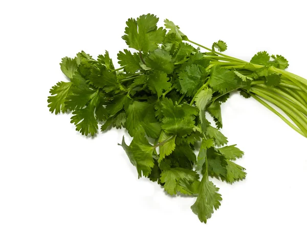 Bunch of coriander — Stock Photo, Image