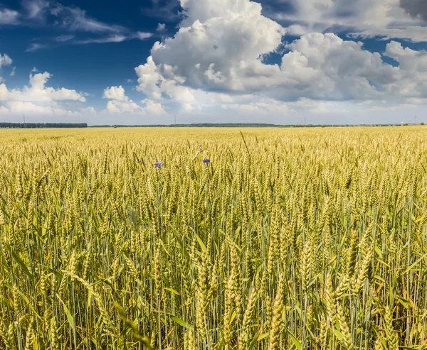 Campo de trigo — Fotografia de Stock