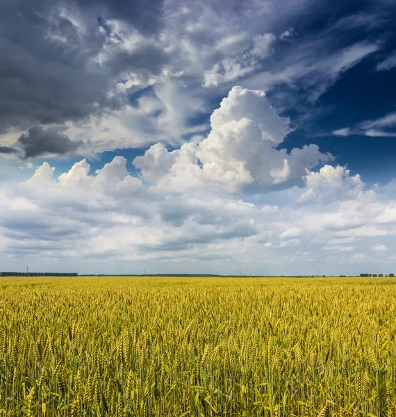 Campo de trigo — Fotografia de Stock