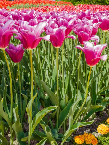 Fialové tulipány — Stock fotografie