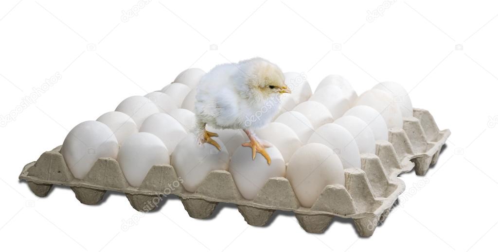 Tray with eggs and chick