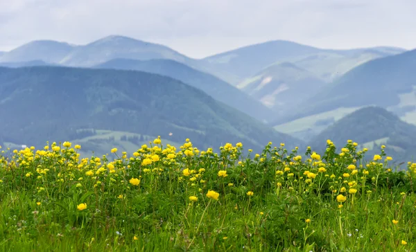 Gula blommor i bergen — Stockfoto