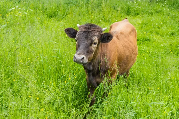 Kalf in het gras — Stockfoto