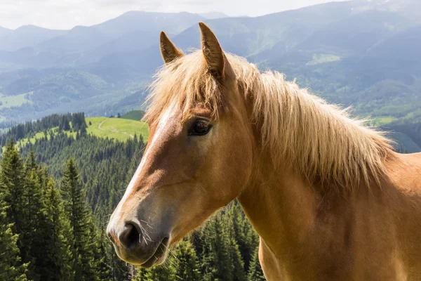 Horse head — Stock Photo, Image