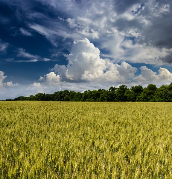 Tarweveld — Stockfoto