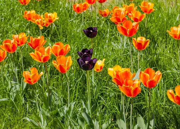 Oranžová a tmavě fialové tulipány — Stock fotografie