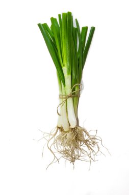 Bundle of green onion clipart