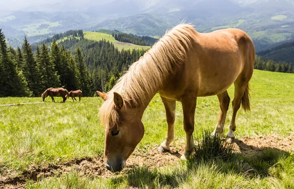 山の牧草地で馬を — ストック写真