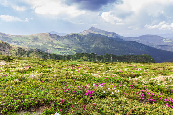 Carpathian landscape