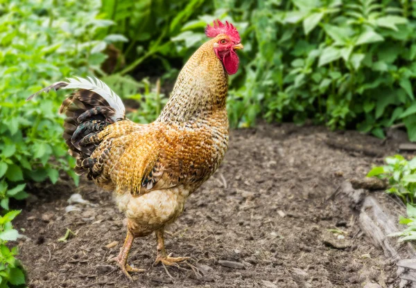 Speckled rooster — Stock Photo, Image