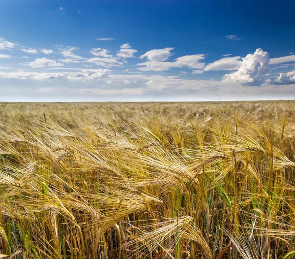 Barley field — Stock Photo, Image