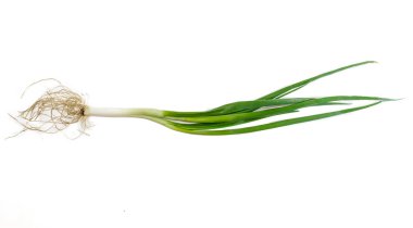 Stalk of green onion clipart