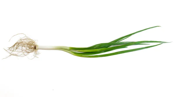 Talo de cebola verde — Fotografia de Stock