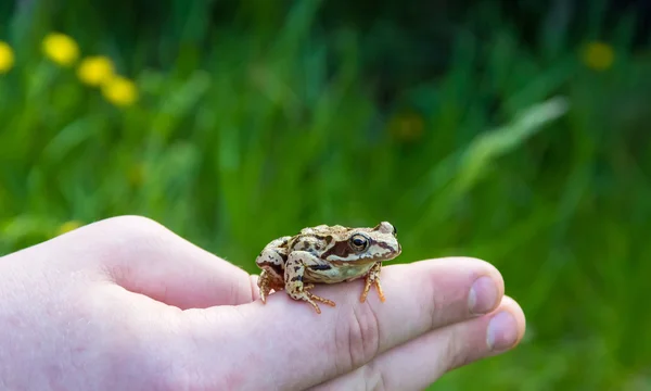 Sapo na mão — Fotografia de Stock