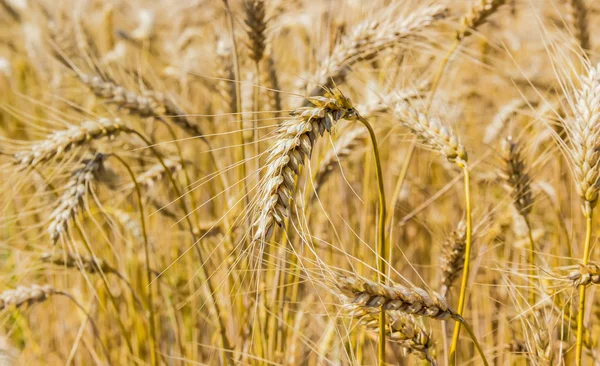 Wheat field — Stock Photo, Image