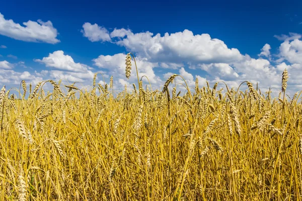 Wheat field — Stock Photo, Image