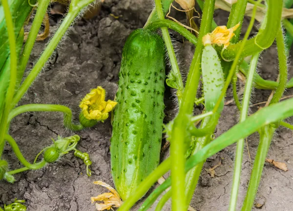 Cucumber on a bed — Stock Photo, Image