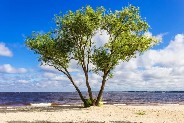 Árvore na margem do reservatório — Fotografia de Stock