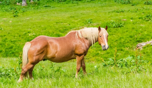 山の牧草地で馬を — ストック写真