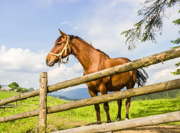 Horse in the paddock — Stock Photo, Image