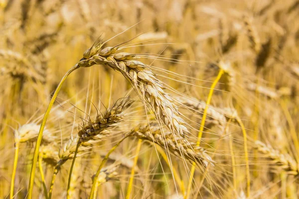 Wheat field — Stock Photo, Image