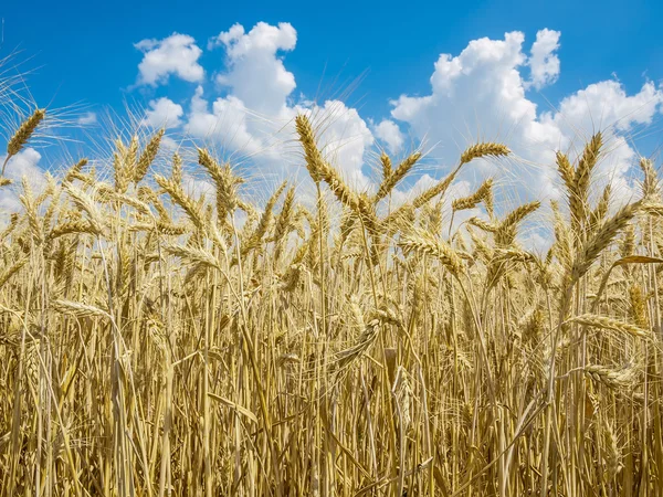 Wheat field — Stock Photo, Image