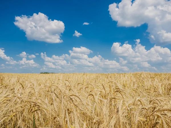 麦畑 — ストック写真