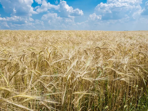 Barley field — Stock Photo, Image