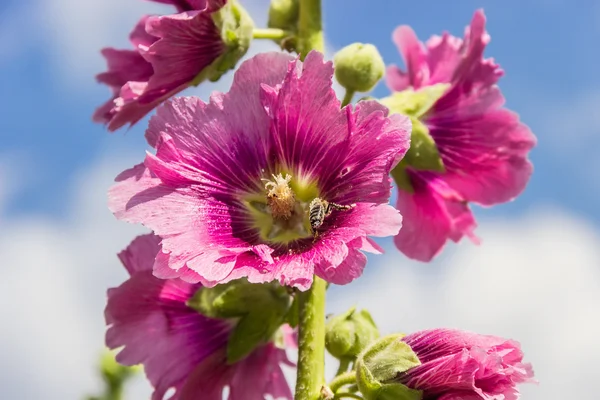 Flor de malva con abeja — Foto de Stock