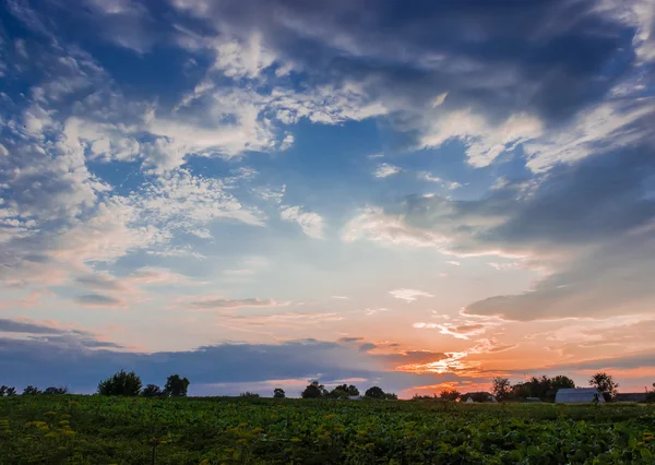 フィールドの背景の夕日 — ストック写真