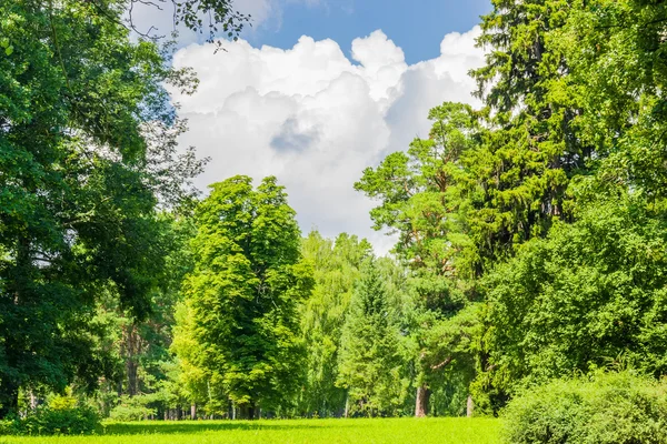 Glade en el parque — Foto de Stock