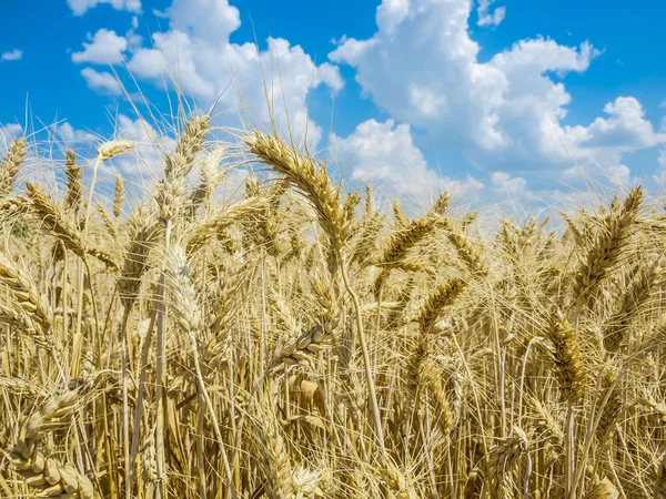 Campo de trigo — Fotografia de Stock