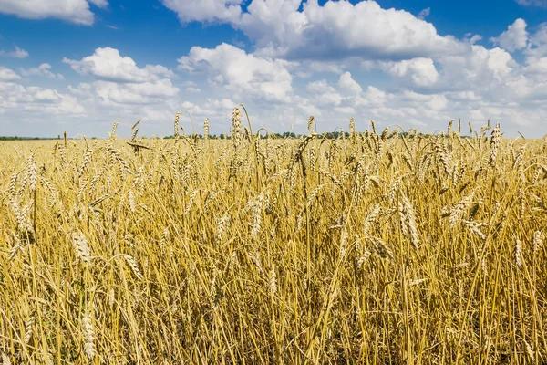 Campo de trigo — Fotografia de Stock