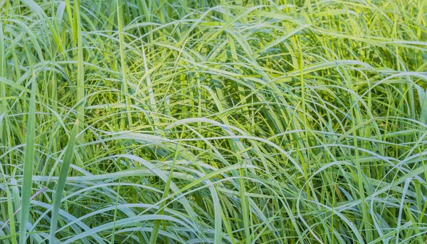 Gräs med dagg — Stockfoto