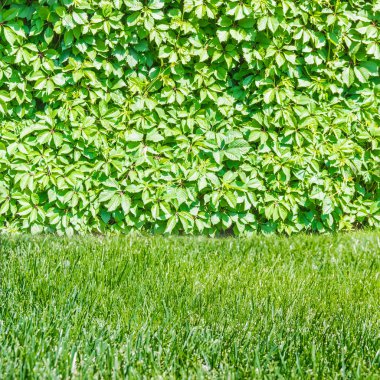 Sarmaşık duvar ve çim