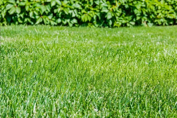 Gazon met gras — Stockfoto