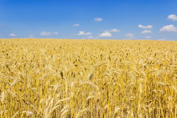 Wheat field — Stock Photo, Image