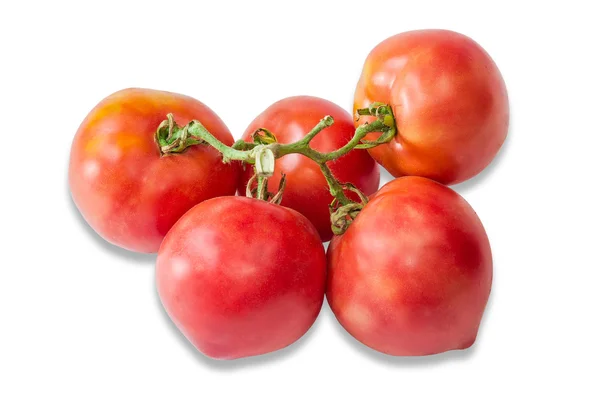 Tomatenbündel — Stockfoto