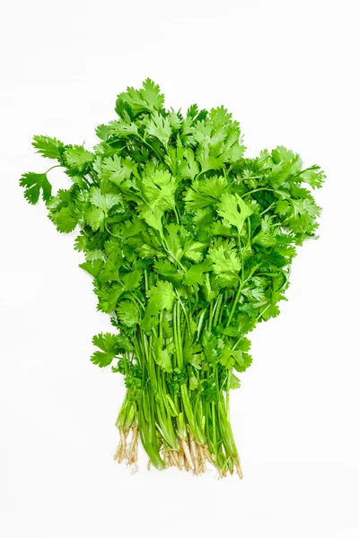 Bundle of coriander — Stock Photo, Image