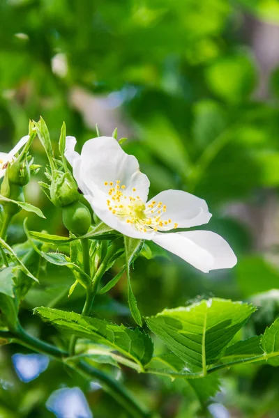 Flower wild rose — Stock Photo, Image