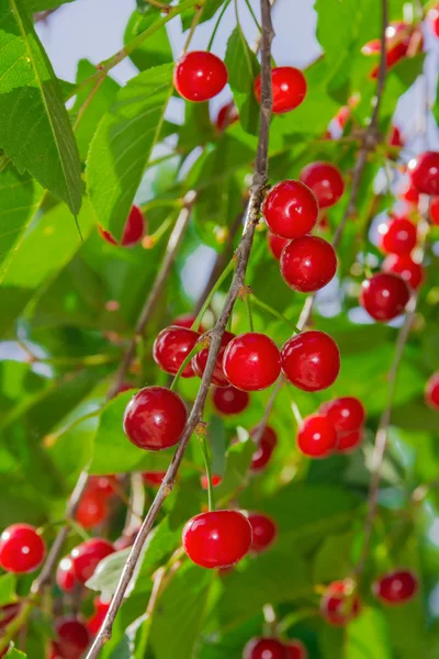 Kirschen — Stockfoto