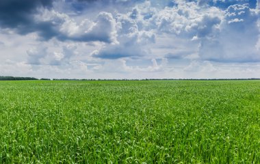 Field with green grasses