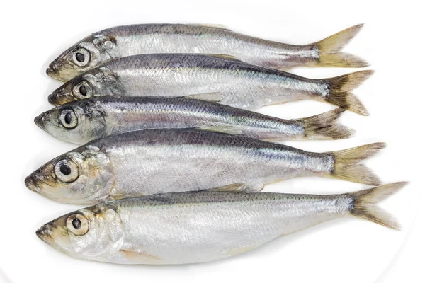 Several sprats closeup — Φωτογραφία Αρχείου