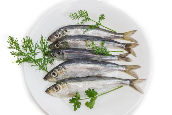 Several sprats with dill and parsley on a dish — ストック写真